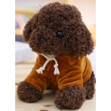 棕色卫衣泰迪狗